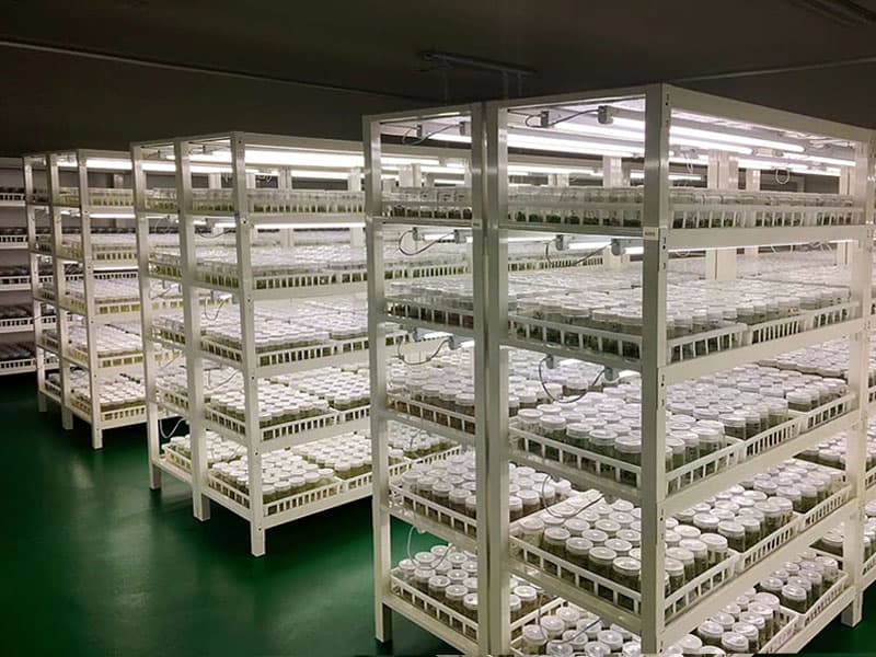 框架式香蕉视频污下载架
