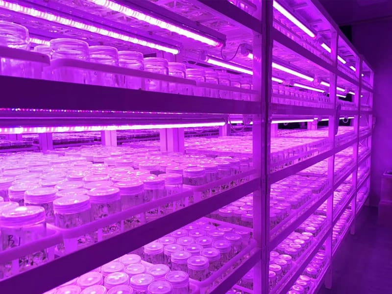 插扣式香蕉视频污下载架