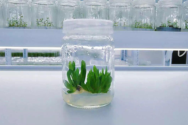 植物香蕉视频污下载