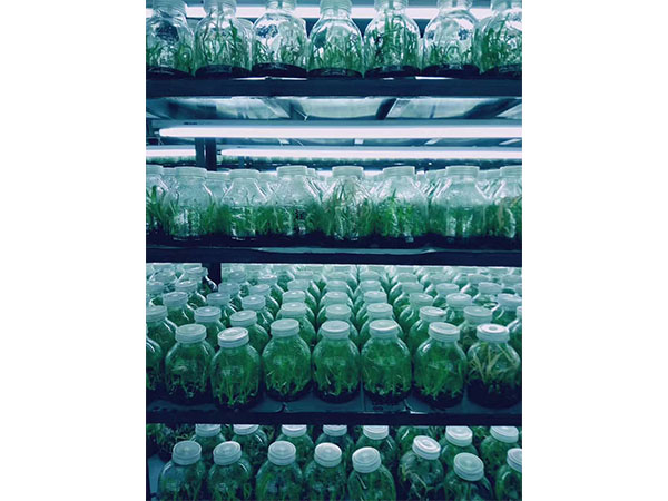 化學消毒劑在植物香蕉视频污下载中的應用