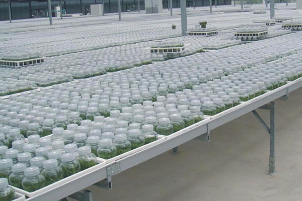 香蕉视频污下载室培養的類型以及特點有哪些