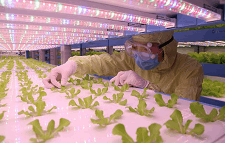 97香蕉视频香蕉视频污下载詳解植物工廠