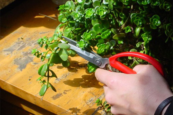 植物香蕉视频污下载