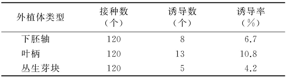 甜菜雄性不育係高效香蕉视频污下载再生體係的建立