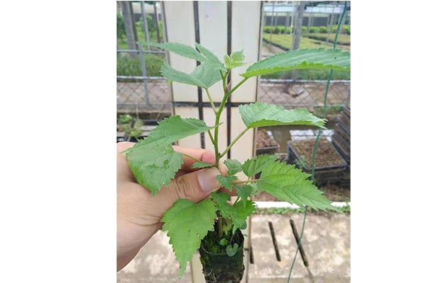 香蕉视频污下载