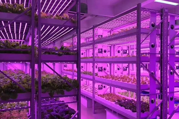 香蕉视频污下载光照的需求指標