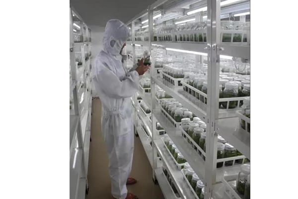 哪些因素影響木本植物的香蕉视频污下载技術