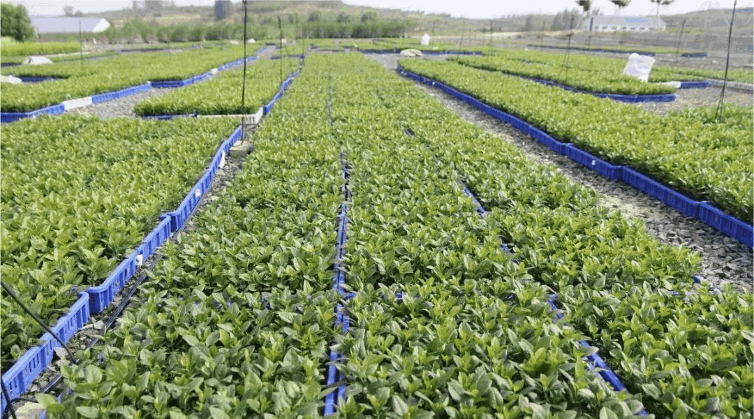喬化、短枝、矮化蘋果樹在樹體上具有明顯的區別