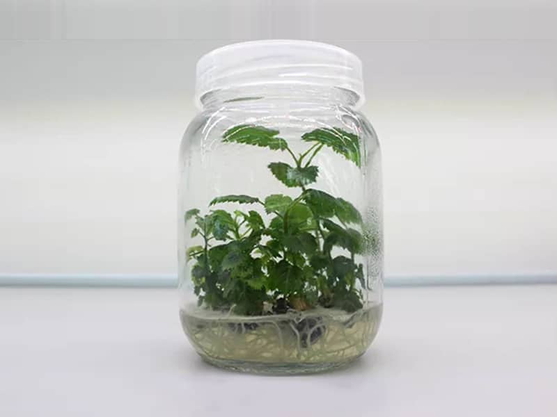 香蕉视频污下载  香蕉视频污下载瓶