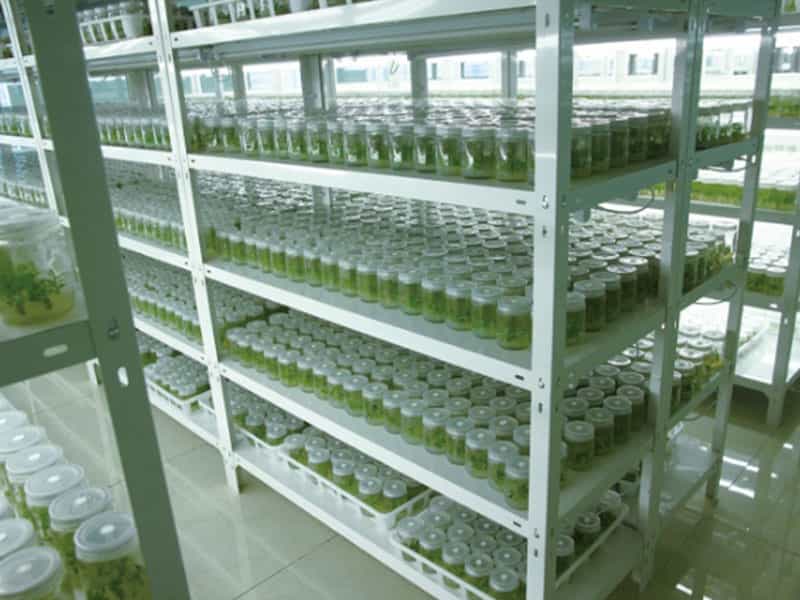 香蕉视频污下载設備廠家97香蕉视频講解原生質體的應用