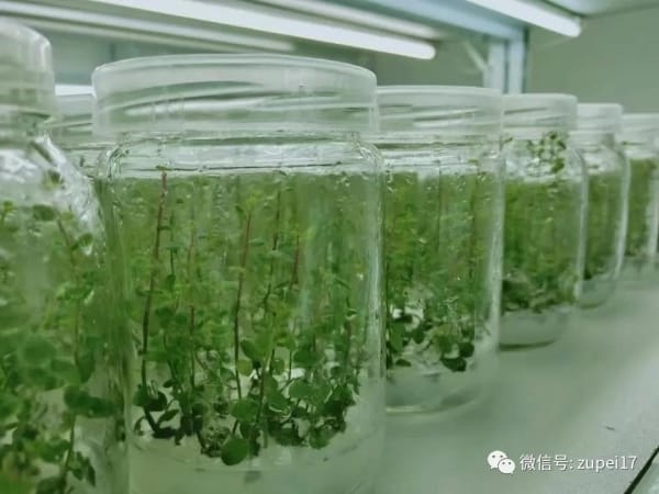 香蕉视频污下载