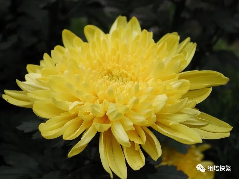 香蕉视频污下载
